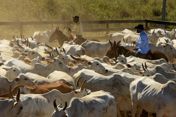Fazenda de gado