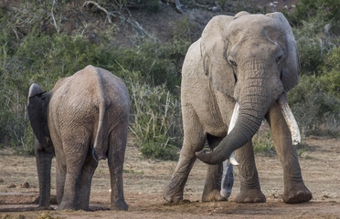Fototapeta premium African Elephant with Very Long Tusks Looking at Female