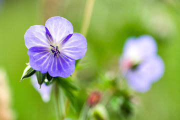 Violet flower - close up view
