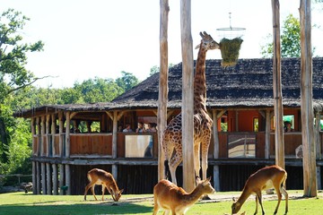 Animaux du zoo