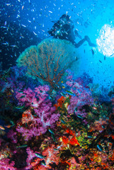 Fototapeta na wymiar Beautiful coral garden reef with school fishes all colorful Scuba Diver backdrop, in Similan island, Thailand, Scuba diving Underwater seascape concept.
