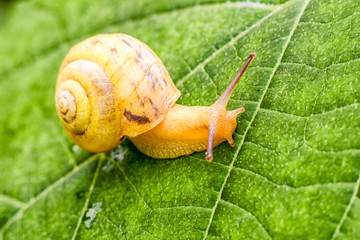 Snail on green leaf