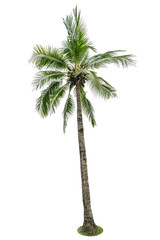 Fototapeta na wymiar Green beautiful palm tree isolated on white background