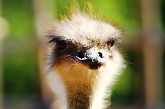 Animaux du zoo