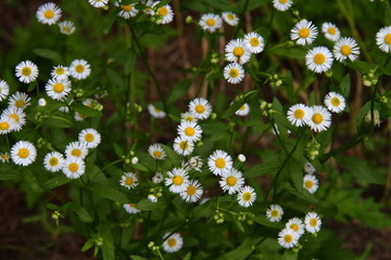 ヒメジョオン01