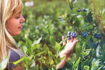 Pretty young woman is picking fruits on a blueberry field. Lensflare and vintage toned.