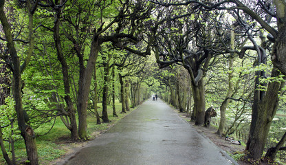 Fototapeta premium Alley in the Oliwa park, Gdansk, Poland
