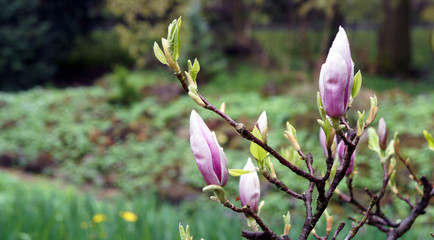 Blooming magnolia in the Oliwa park, Gdansk, Poland