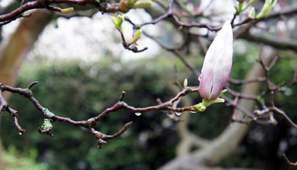 Blooming magnolia after the rain in the Oliwa park, Gdansk, Poland