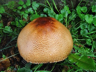 riesiger Pilz, aber welcher ist es ?