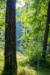 Fototapeta premium Forest after rain 