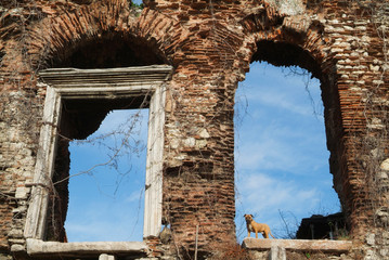 Dog on guard in Istanbul, Turkey