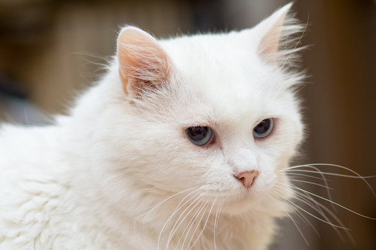 Long-haired white fluffy cat
