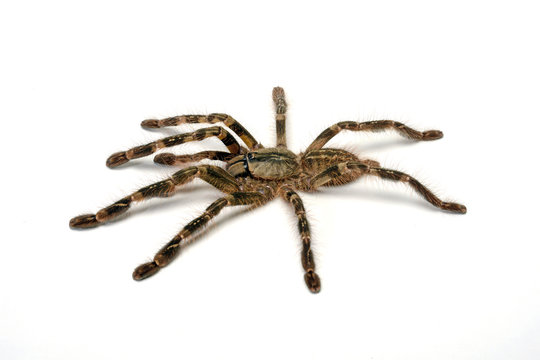 Ornament Baumvogelspinne - Poecilotheria striata