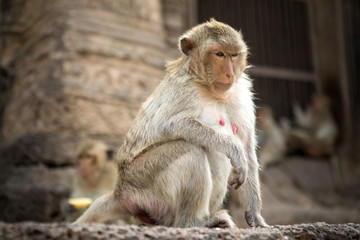Naklejka premium Baby monkeys in Thailand