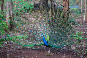 Fototapeta premium Close up of peacock showing its beautiful feathers