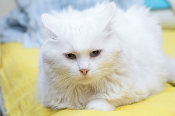 Long-haired white fluffy cat