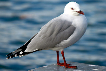 Mirror Lakes, New Zealand
