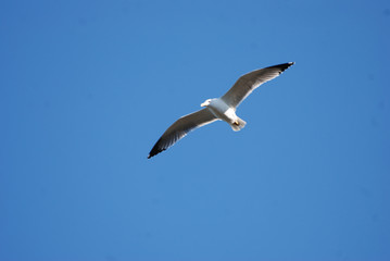 Birdwatching in Sardegna