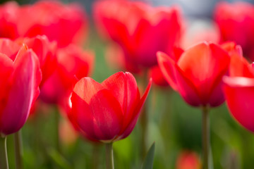 Beautiful red tulips in nature