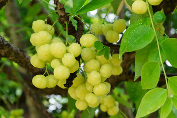 Star Gooseberry on the tree,wet