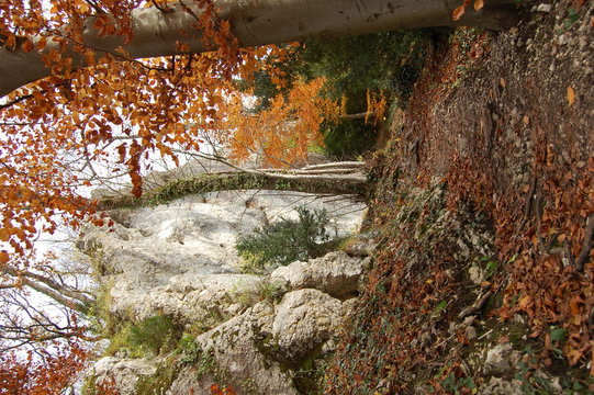 Chemin forestier en automne