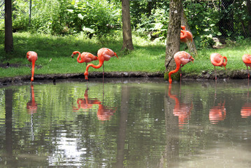 Pink Flamingo Gathering