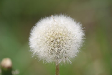 boulle de pollen