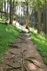 Wanderweg im Wald