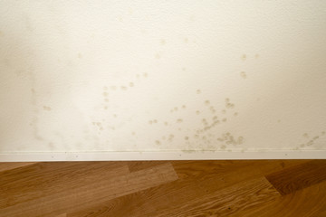 new and empty apartment with wood floor and white wall and a serious mildew and mold problem