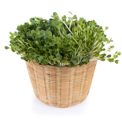 Naklejka premium kaiware sprout, japanese vegetable or watercress on white background