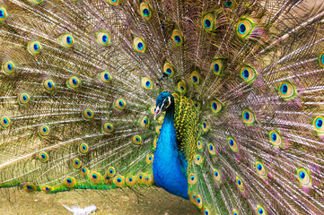 Obraz premium Indian peacock Close-up