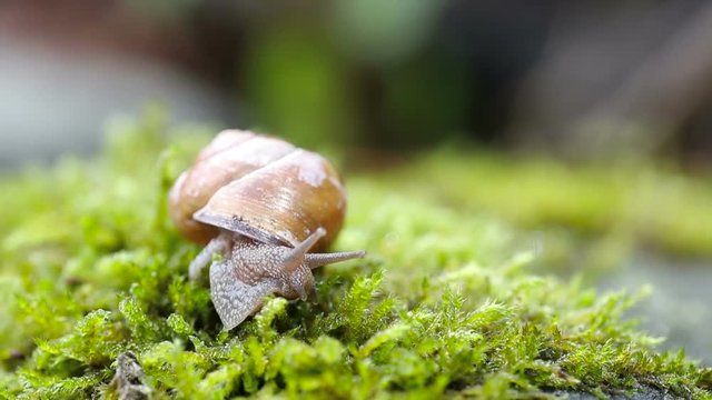 Snail over green lichens and moss
