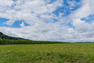 Obraz premium Grüne Wiese mit blauem Himmel
