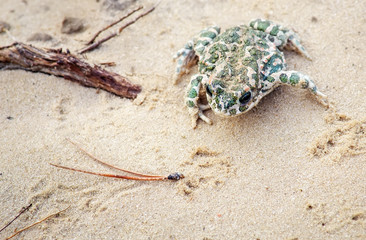 Toad Sits on a sand and Waits