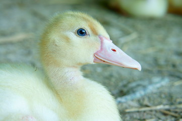 Closeup of duckling