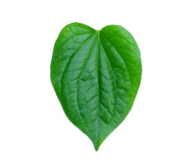 Wildbetal Leafbush or Piper Sarmentosum leaf isolated on white background