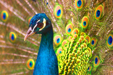 Fototapeta na wymiar Indian peacock Close-up