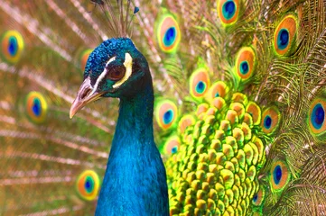 Crédence de cuisine en verre imprimé Paon Indian peacock Close-up