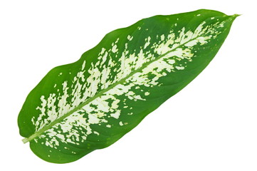 Dumb Cane leaf isolated on white background
