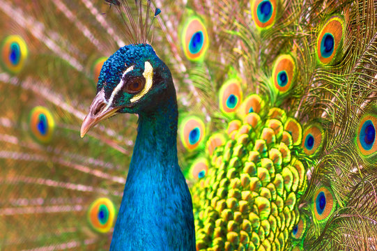 Fototapeta Indian peacock Close-up