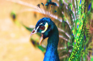 Obraz premium Indian peacock Close-up