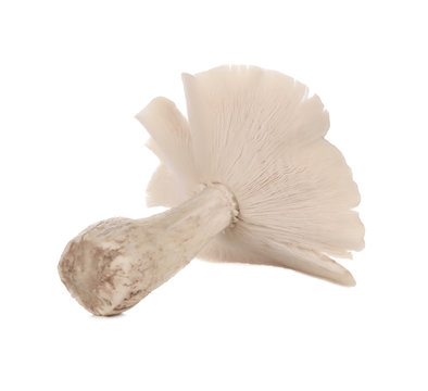 Termite mushroom isolated on white background