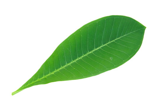 Plumeria or Frangipani leaf isolated on white background