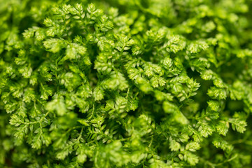Green Plant Leaves