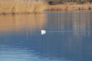 Birdwatching in Sardegna