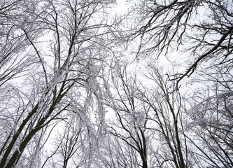 Obraz premium nature in winter