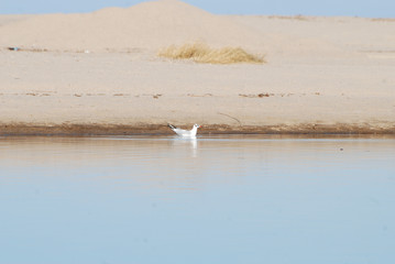 Birdwatching in Sardegna