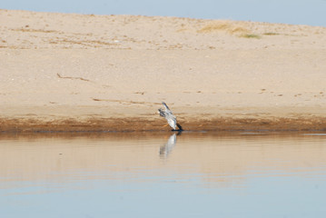 Birdwatching in Sardegna