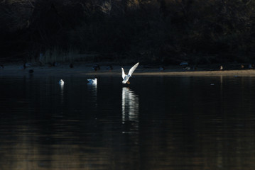 Birdwatching in Sardegna